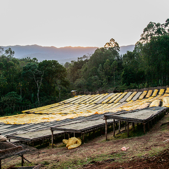 Coffee Production: Processing Methods - Hale Coffee Co.